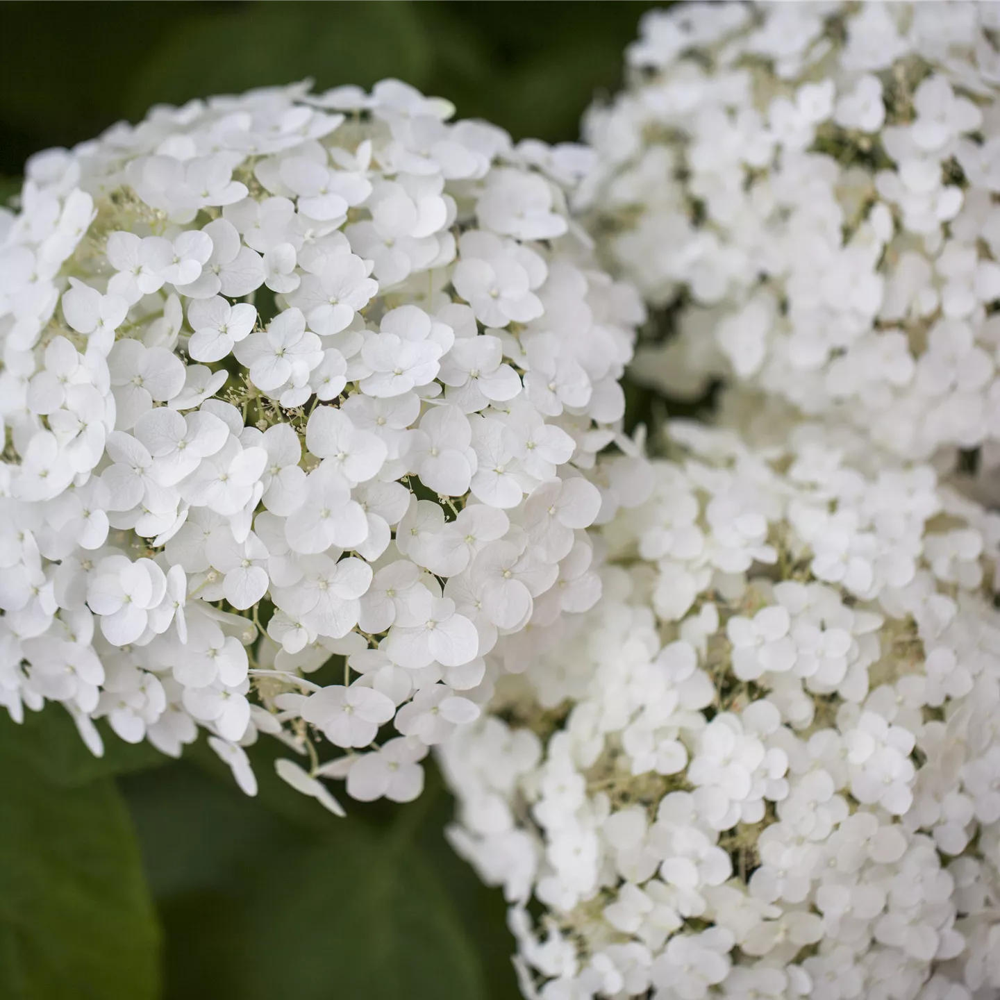 Hydrangea arbor.'Strong Annabelle' -R- Hydrangea arbor.'Strong Annabelle' -R-