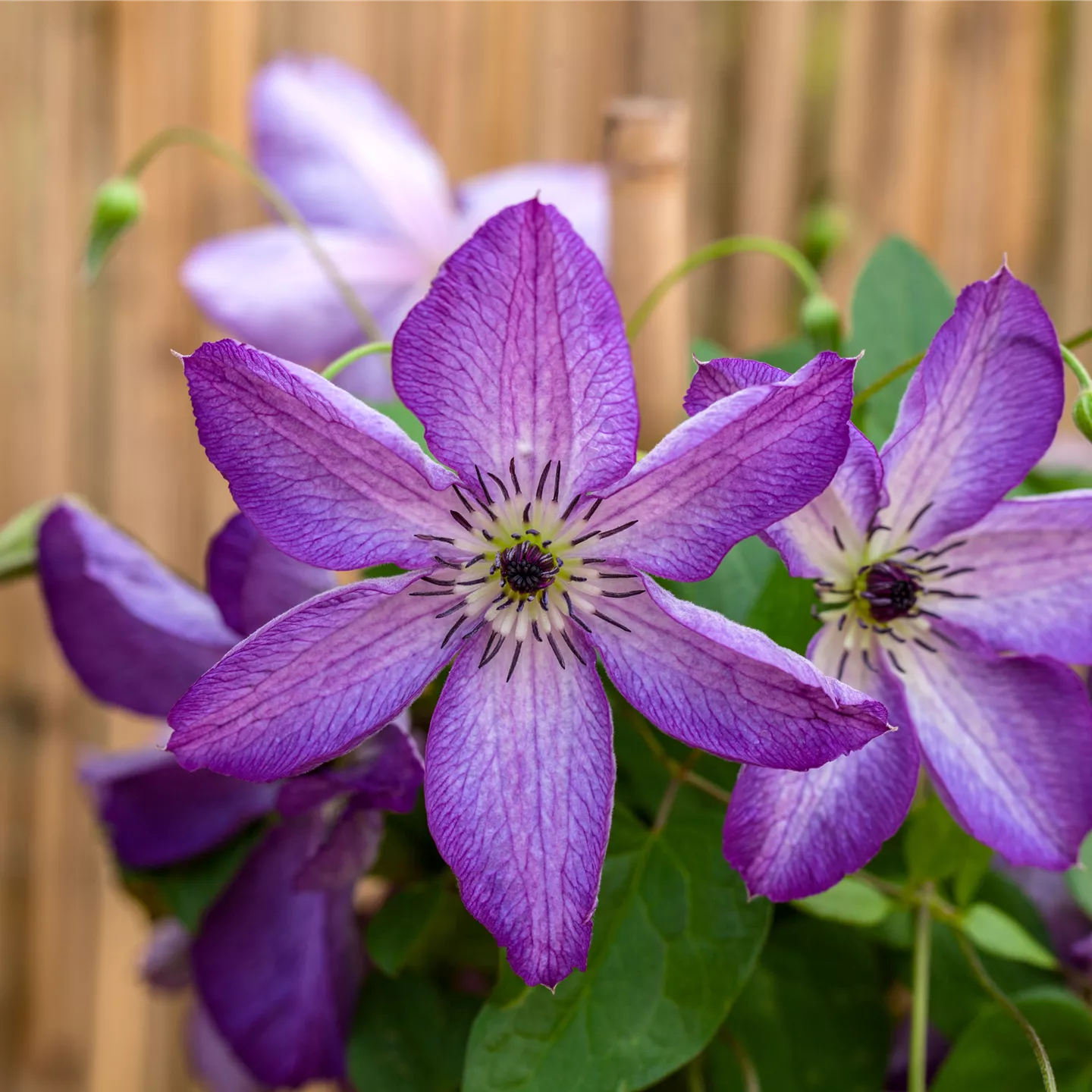 Clematis viticella 'Venosa Violacea'