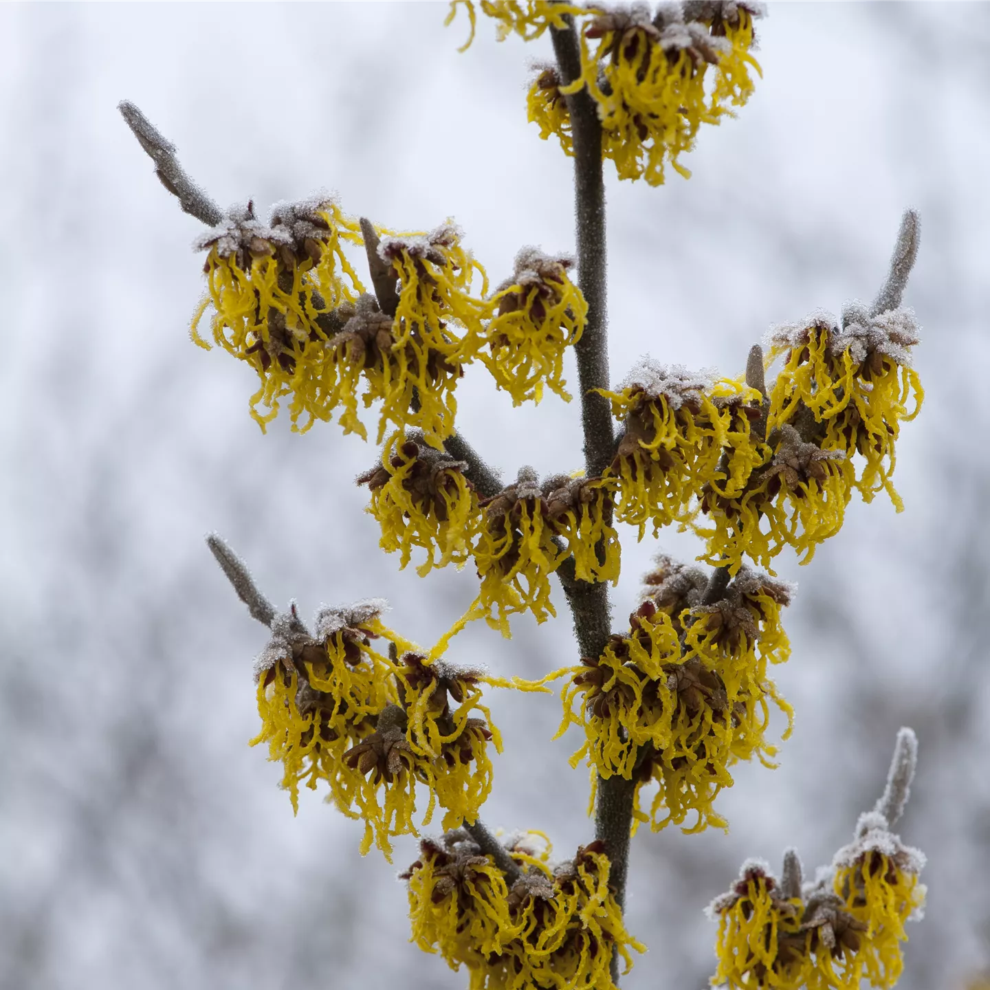 Hamamelis interm.'Barmstedt's Gold'