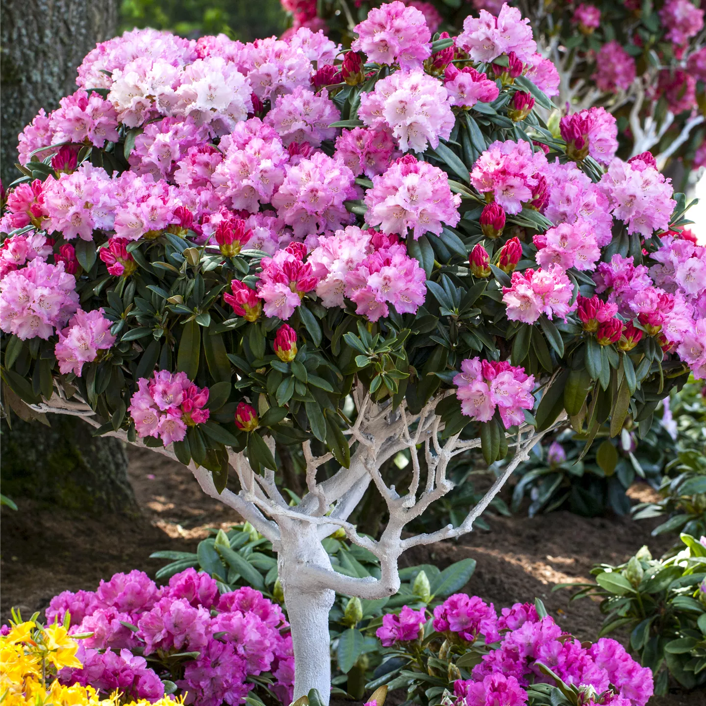 Rhododendron yak.'Arabella'