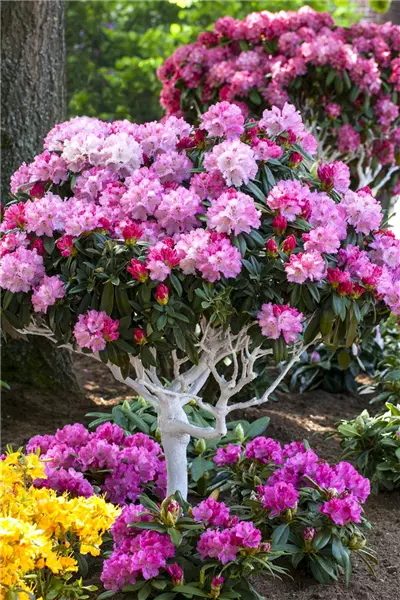 Rhododendron yak.'Arabella' Yaku-Rhododendron