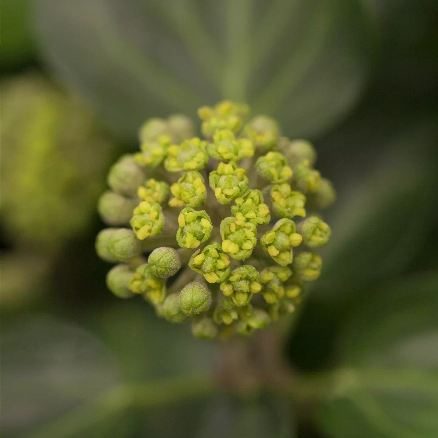 Hedera hibernica 'Arbori Compact'