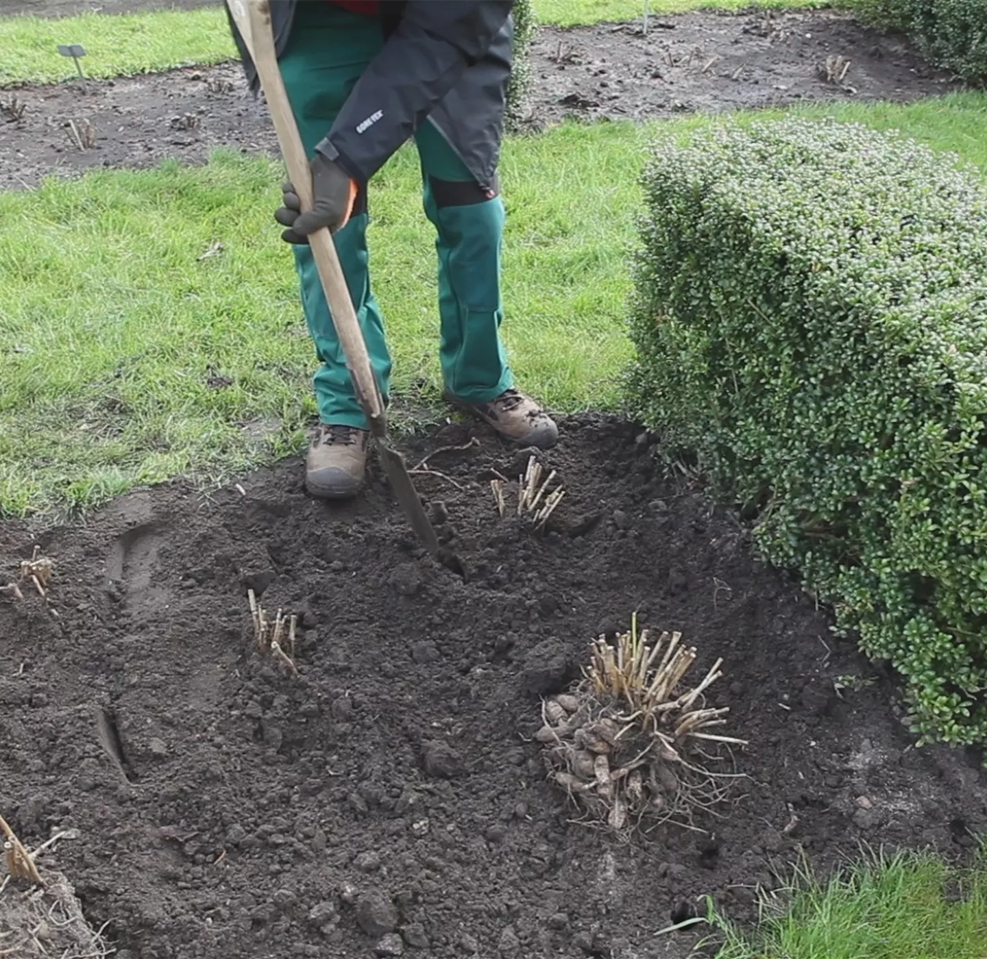 Dahlien - Einpflanzen im Garten