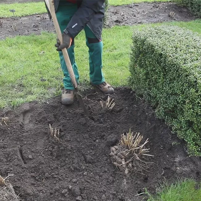 Dahlien - Einpflanzen im Garten