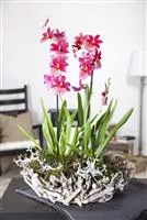 Dicke Luft? Kein Problem mit den richtigen Pflanzen! Dicke Luft? Kein Problem mit den richtigen Pflanzen!