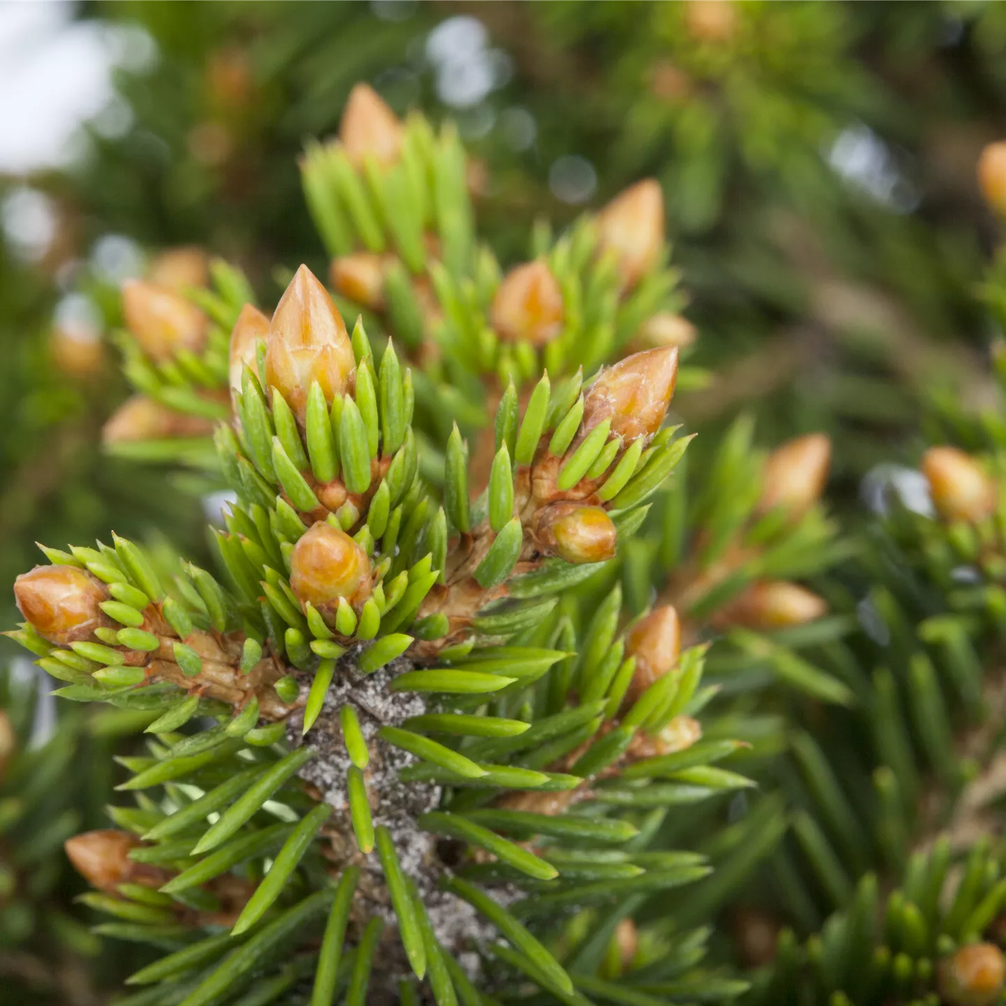 Picea abies 'Will's Zwerg'