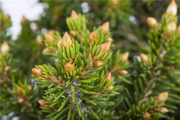 Picea abies 'Will's Zwerg' Kleine Kegel-Fichte