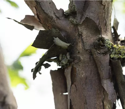 Grau-Ahorn, Zimt-Ahorn