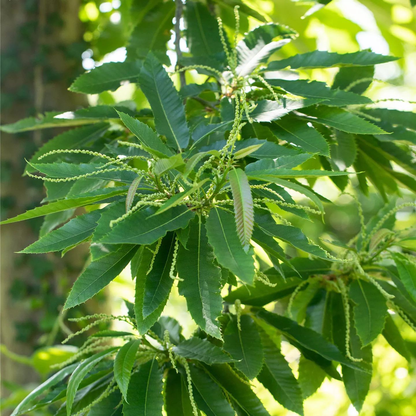 Castanea sativa 'Marigoule' CAC Castanea sativa 'Marigoule' CAC