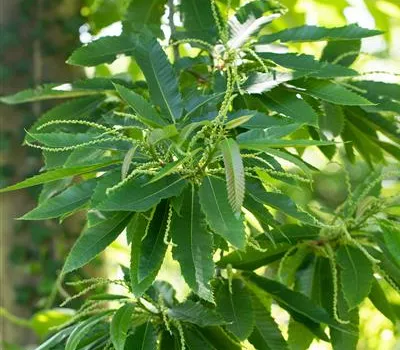 Eßkastanie Eßkastanie