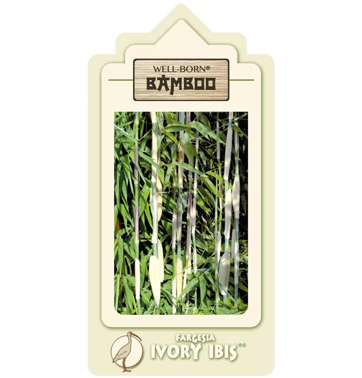 Aufrechter Gartenbambus 'Ivory Ibis' -R-
