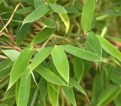 Bambus 'Blue Lizard' Bambus 'Blue Lizard'