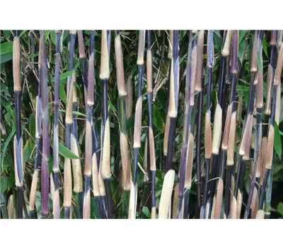 Roter Zebrabambus Roter Zebrabambus