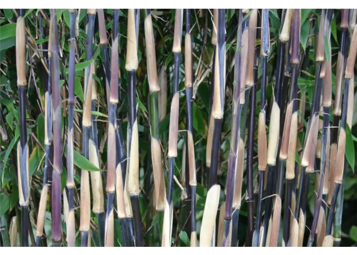 Fargesia species 'Red Zebra' -R-