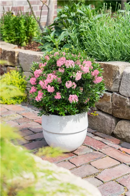 Rhododendron micranthum 'Bloombux Magenta' -R-, Rhododendron 'Bloombux  Magenta' -R- im Pflanzenshop