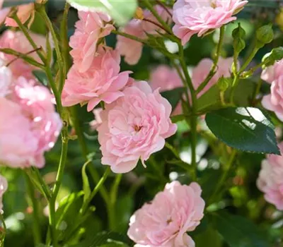 Bodendeckerrose The Fairy Bodendeckerrose The Fairy