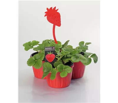 Rendezvous + Rosaria + Falco