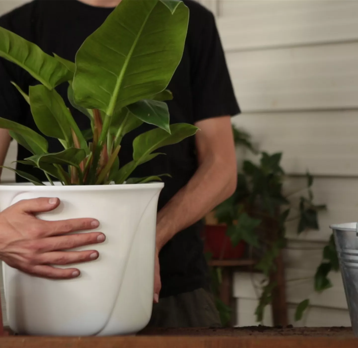 Philodendron - Einpflanzen in ein Gefäß