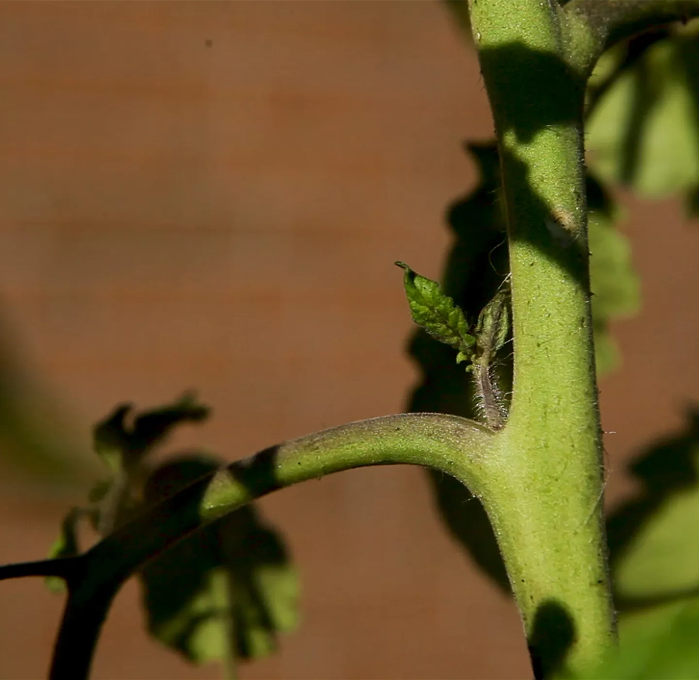 Wie machst du das? - Tomaten ausgeizen