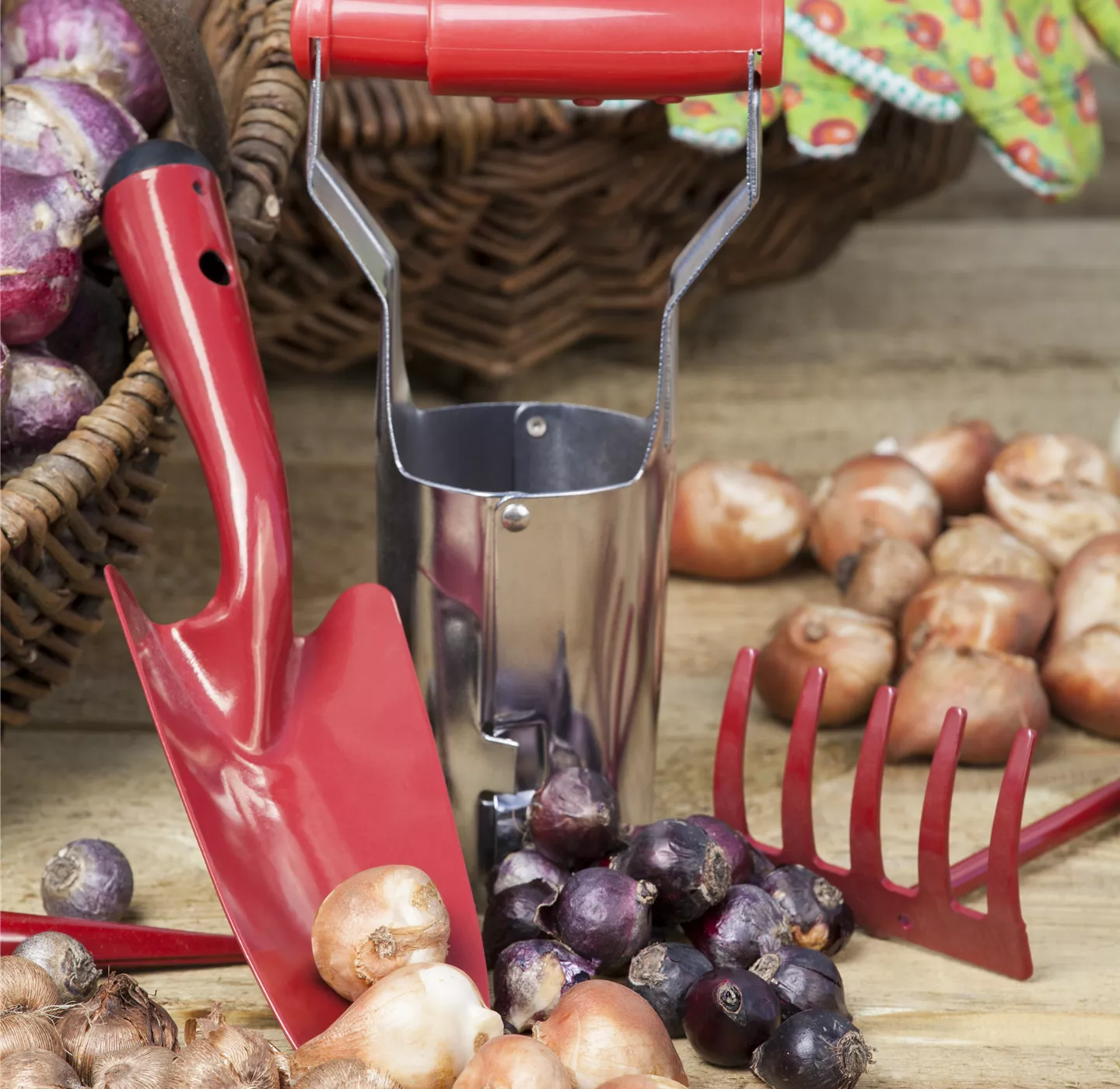 Ab in den Garten – Blumenzwiebeln im Frühjahr einpflanzen