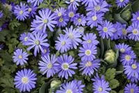 Anemonen – zarte Windröschen im Garten