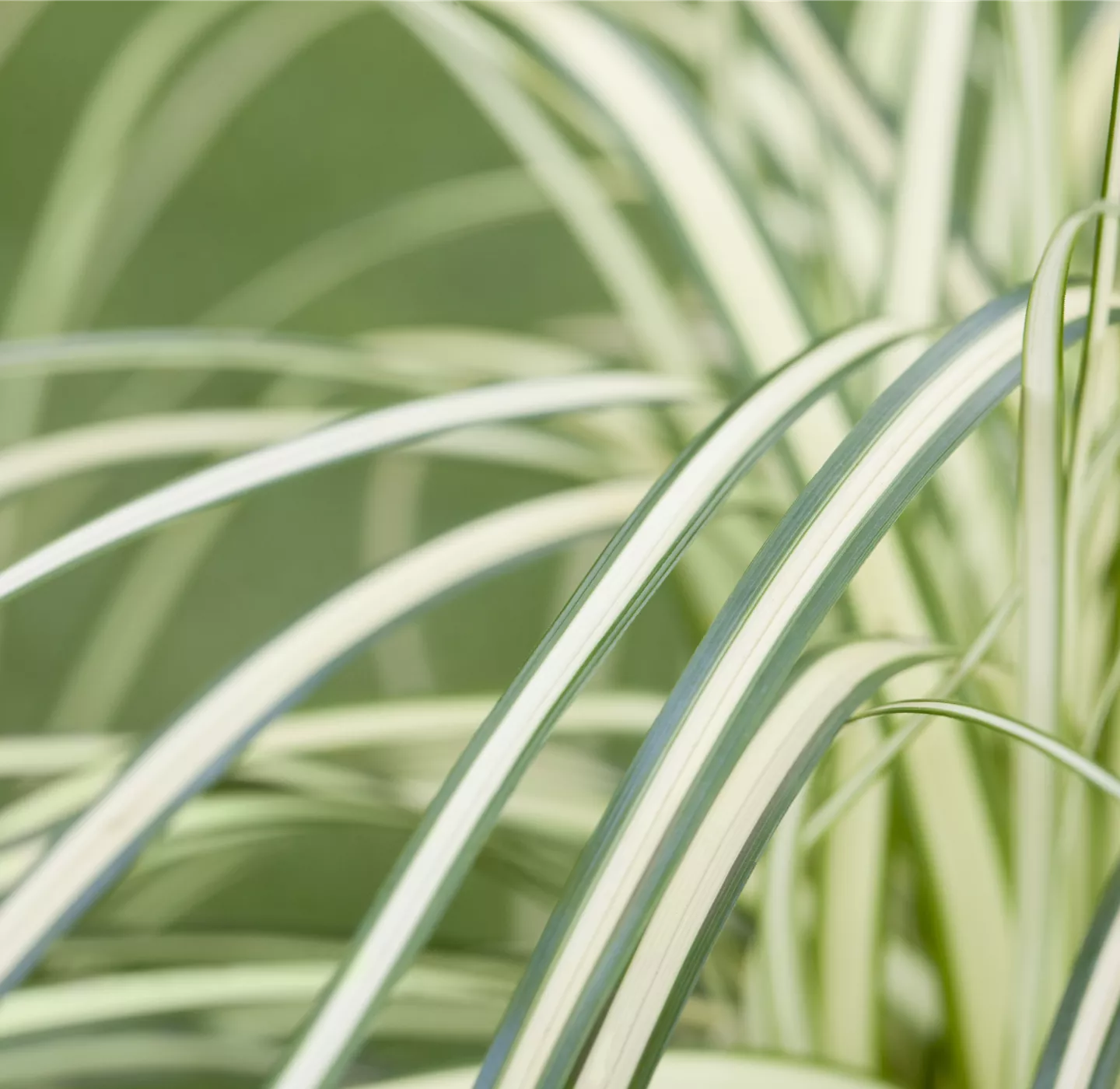 Carex – mehr als nur einfache Gräser