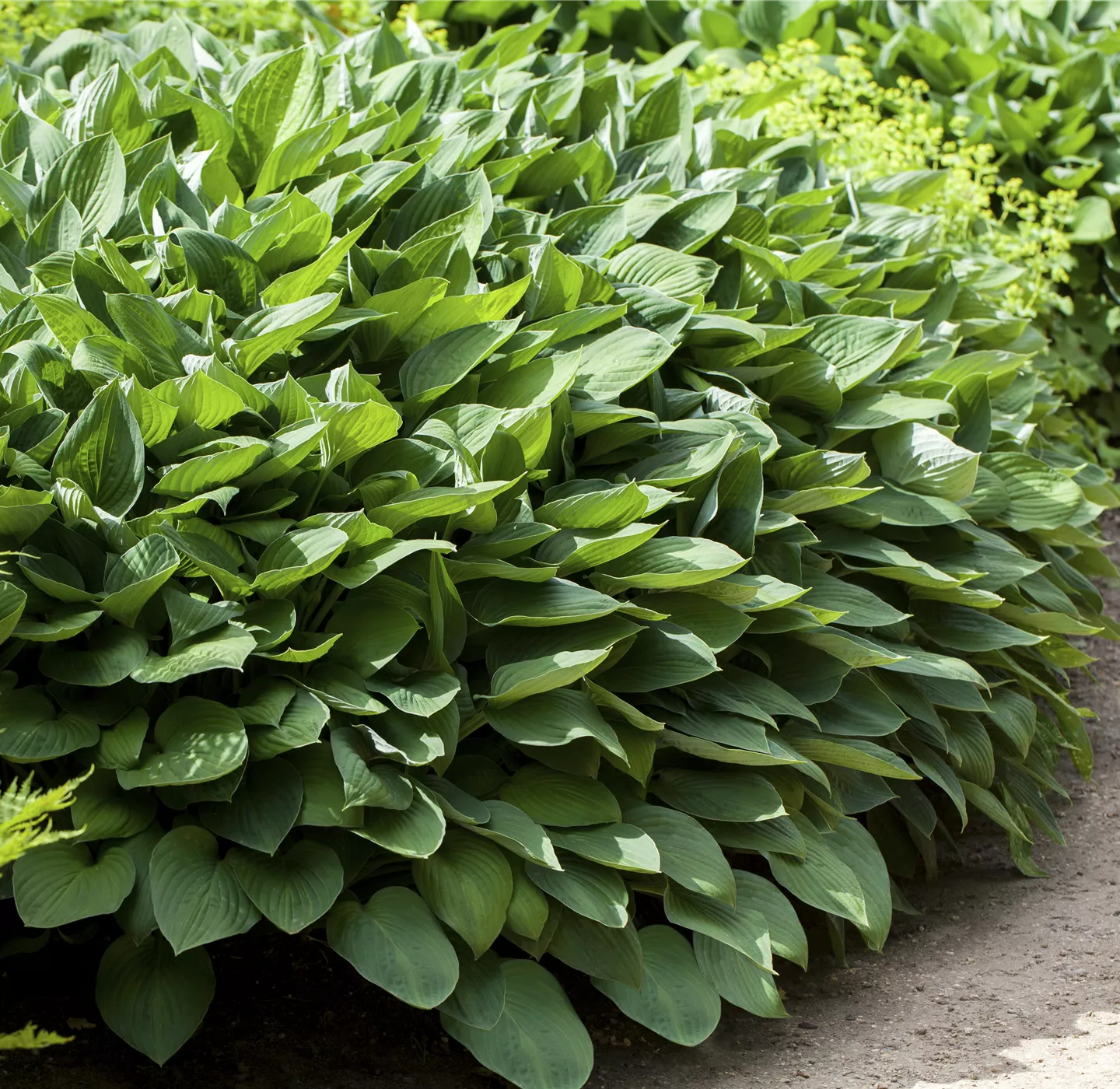 Die Funkie – der Allrounder im Garten