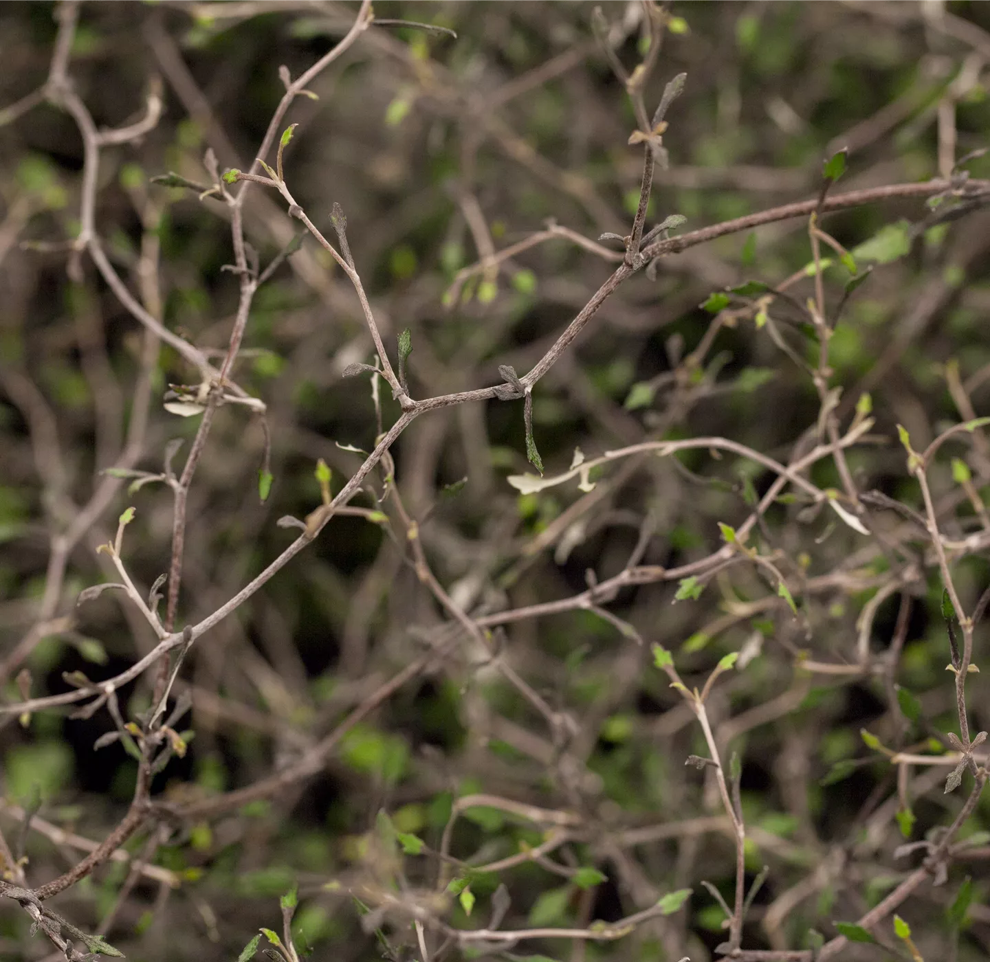 Der Zickzackstrauch – dekorativer Allrounder für Garten und Wohnung