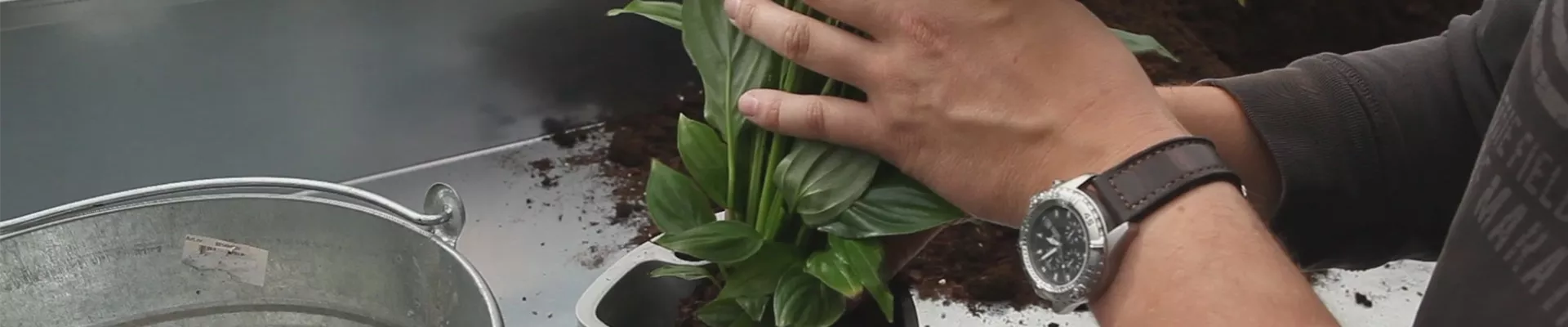 Einblatt - Einpflanzen in ein Gefäß (thumbnail)