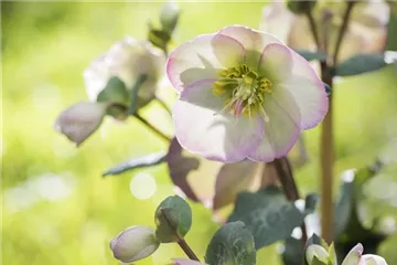Fleur primeur - zarte Frühlingsgrüße aus dem Blumengarten
