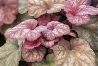 Das Purpurglöckchen – eine Kämpfernatur im Staudenbeet