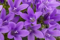 Die Glockenblume als perfekter Nachbar im Garten