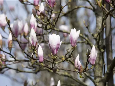 Die Magnolie – Blütenzauber im Frühling