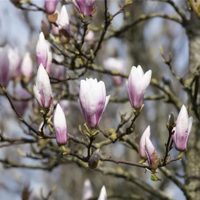 Die Magnolie – Blütenzauber im Frühling