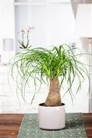 Elefantenfuß: der Dickhäuter unter den Zimmerpflanzen