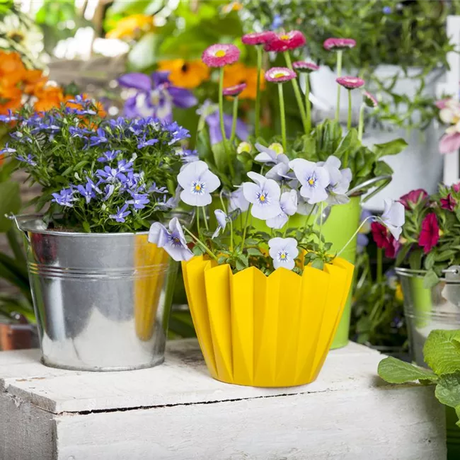 Frühling auf dem Balkon - Hornveilchen, Narzisse und Co.