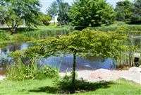 Gartenteich easy going - so klappt's Gartenteich easy going - so klappt's