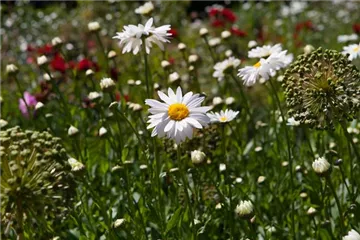 Zurück zur Natur – die Wildblumenwiese ist ein großer Schritt dahin