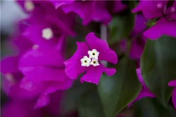Bougainvillea – Die Wunderblume richtig pflegen