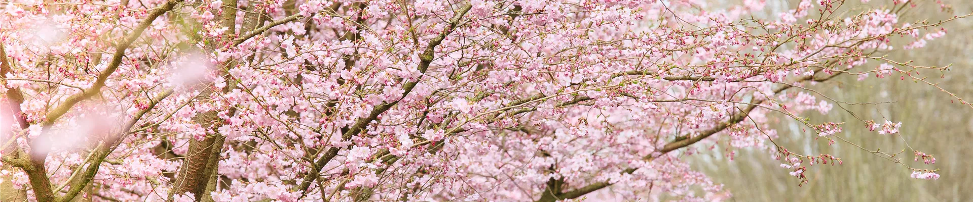 Prunus subhirtella 'Accolade'