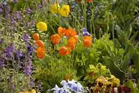 Mohn: Blütenzauber und Eleganz