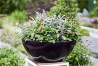 Urbaner Garten – was ist das?