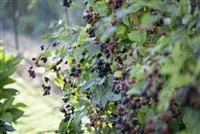Brombeeren – wilde Leckereien mit langer Tradition Brombeeren – wilde Leckereien mit langer Tradition