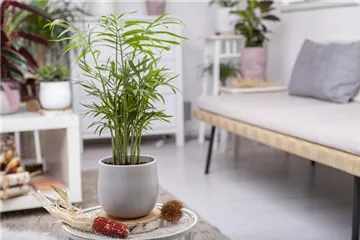 Wie versorge ich Zimmerpflanzen während eines kurzen Urlaubs?