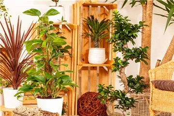 Pflanzen-Giganten mit Stil und Charme