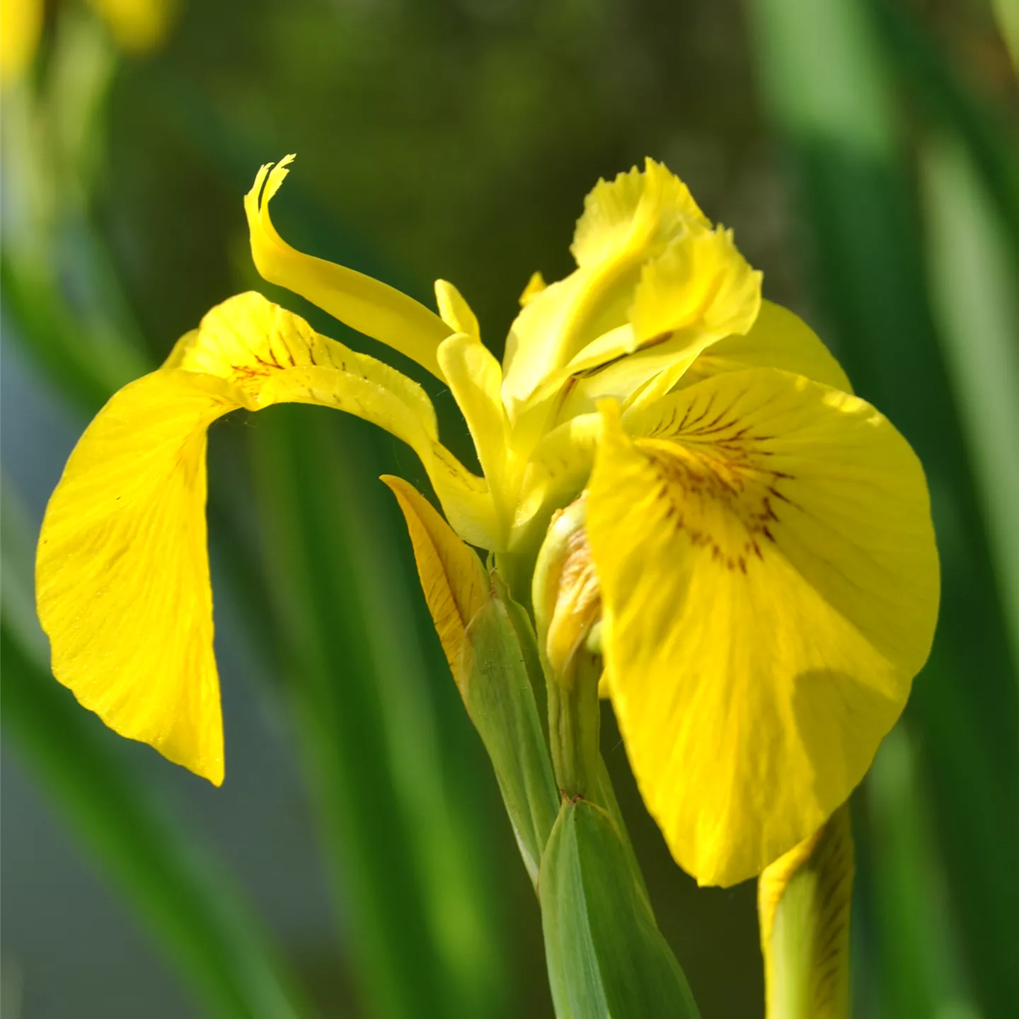 Iris pseudacorus