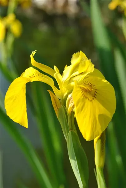 Iris pseudacorus Heimische Sumpf-Schwertlilie