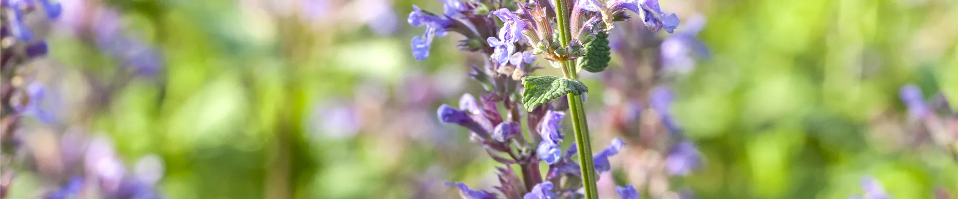 Nepeta