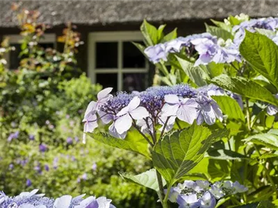 Hortensien überwintern – gesund durch die kalte Jahreszeit
