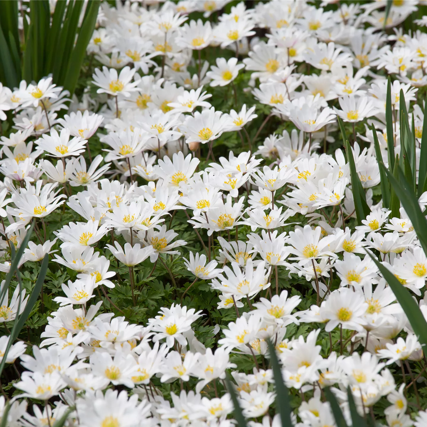 Anemone blanda 'White Splendour'